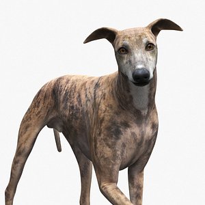 Greyhound Dog Male Brindle Rigged 3D