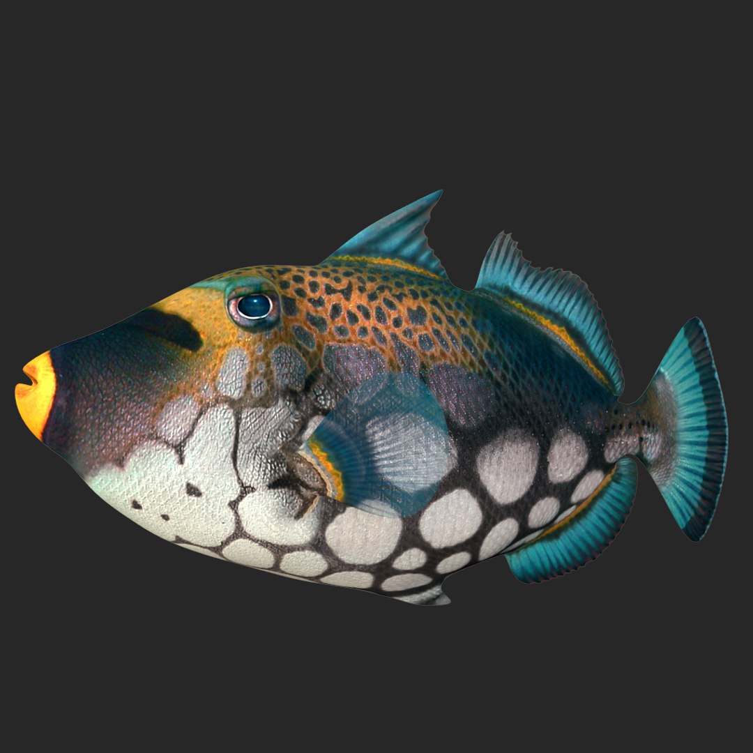 Clown triggerfish 3D - TurboSquid 1313242