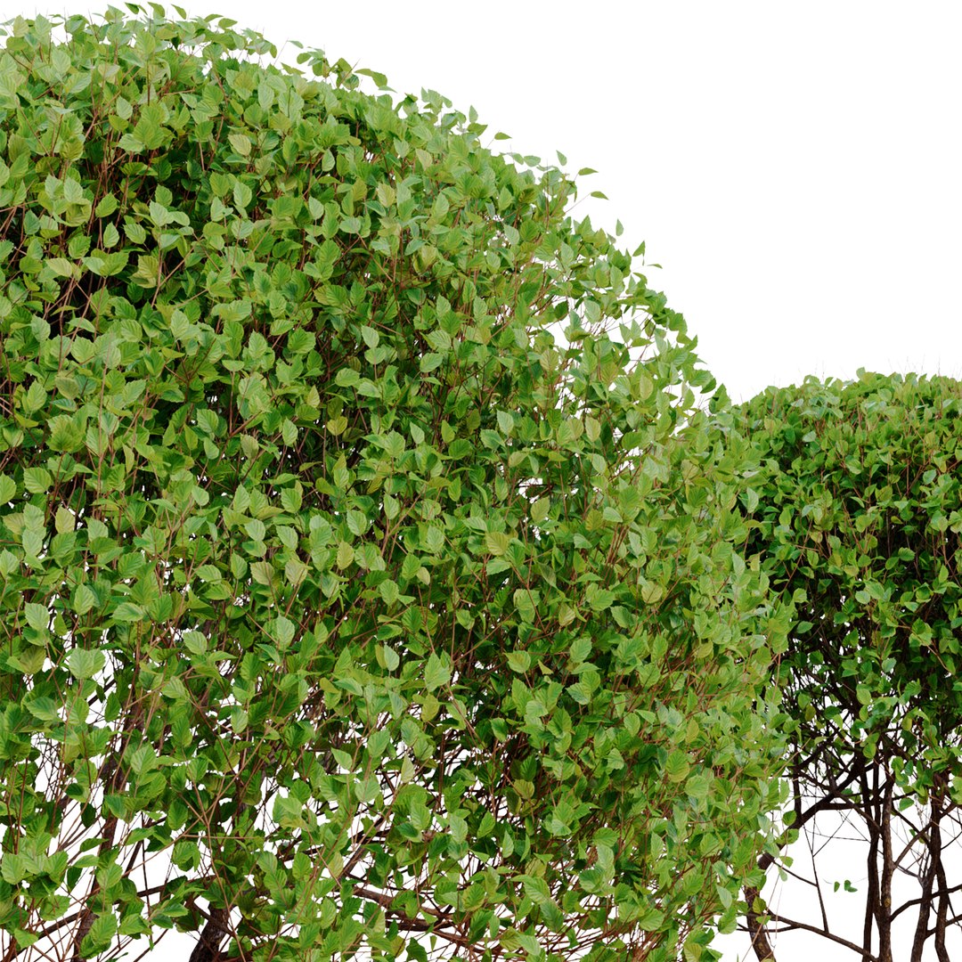 Sphere Shaped Trees 3D Model - TurboSquid 1936679