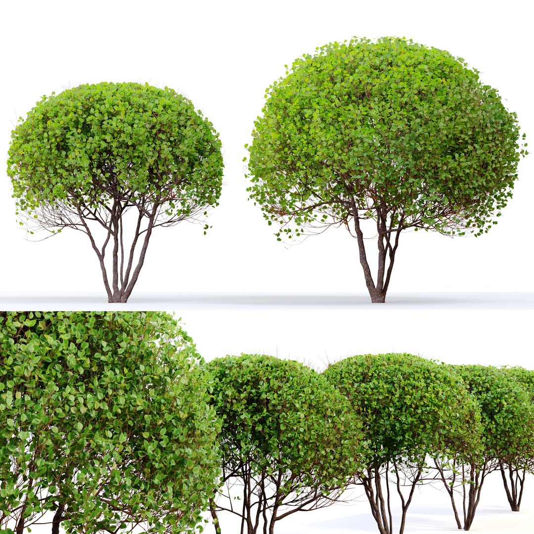Sphere Shaped Trees 3D Model - TurboSquid 1936679