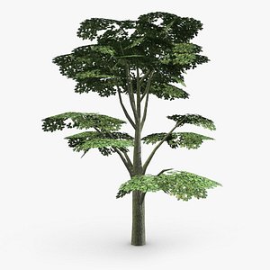 English Oak
