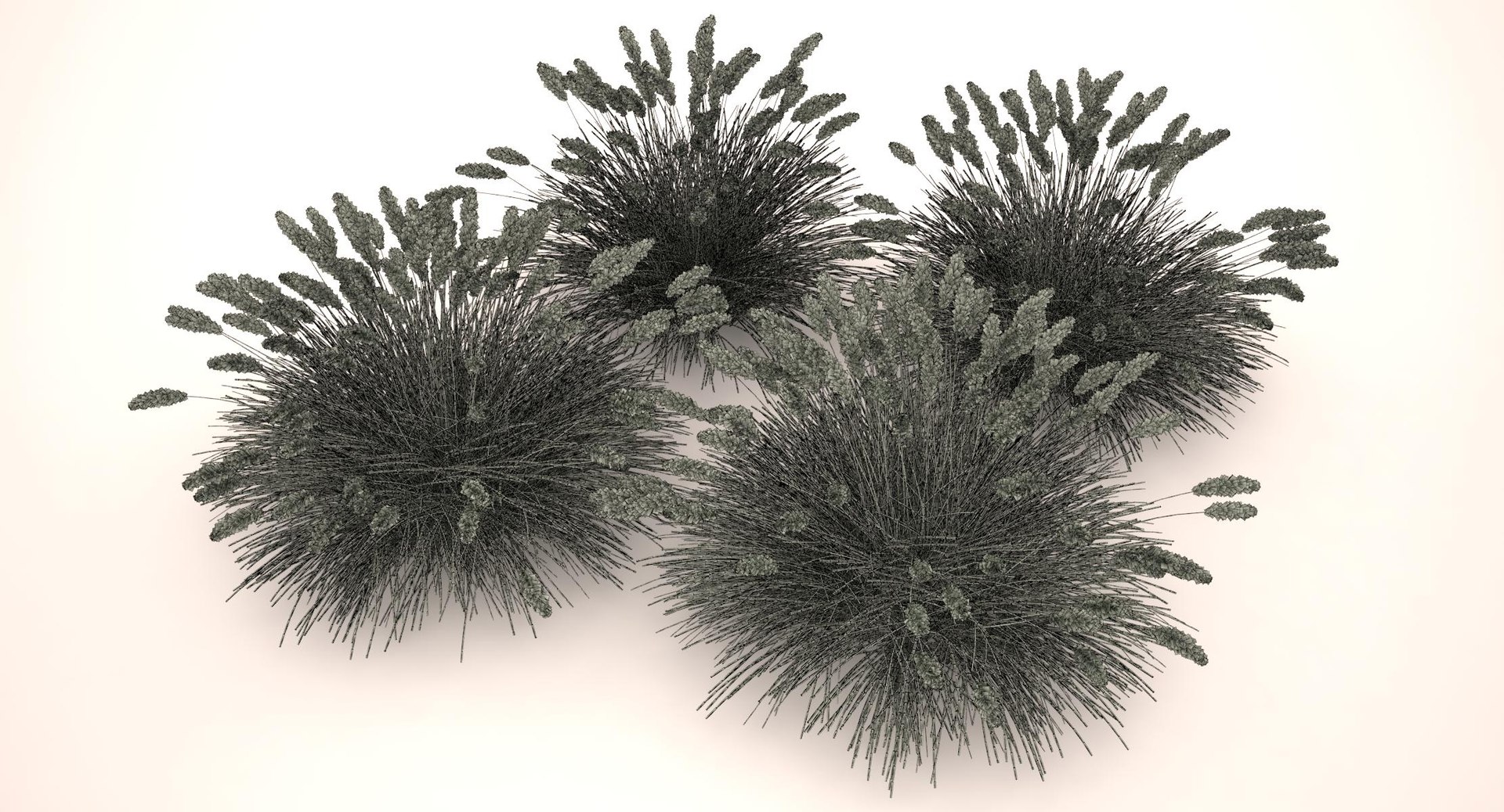3d pennisetum fountain grass dwarf https://p.turbosquid.com/ts-thumb/Vq/JmXBrT/KmO2FDT3/dwarf_fountain_grass_042_wireframe/jpg/1483129276/1920x1080/fit_q87/ac0505c7669ba6353e9a7699bd4a3743694451c0/dwarf_fountain_grass_042_wireframe.jpg
