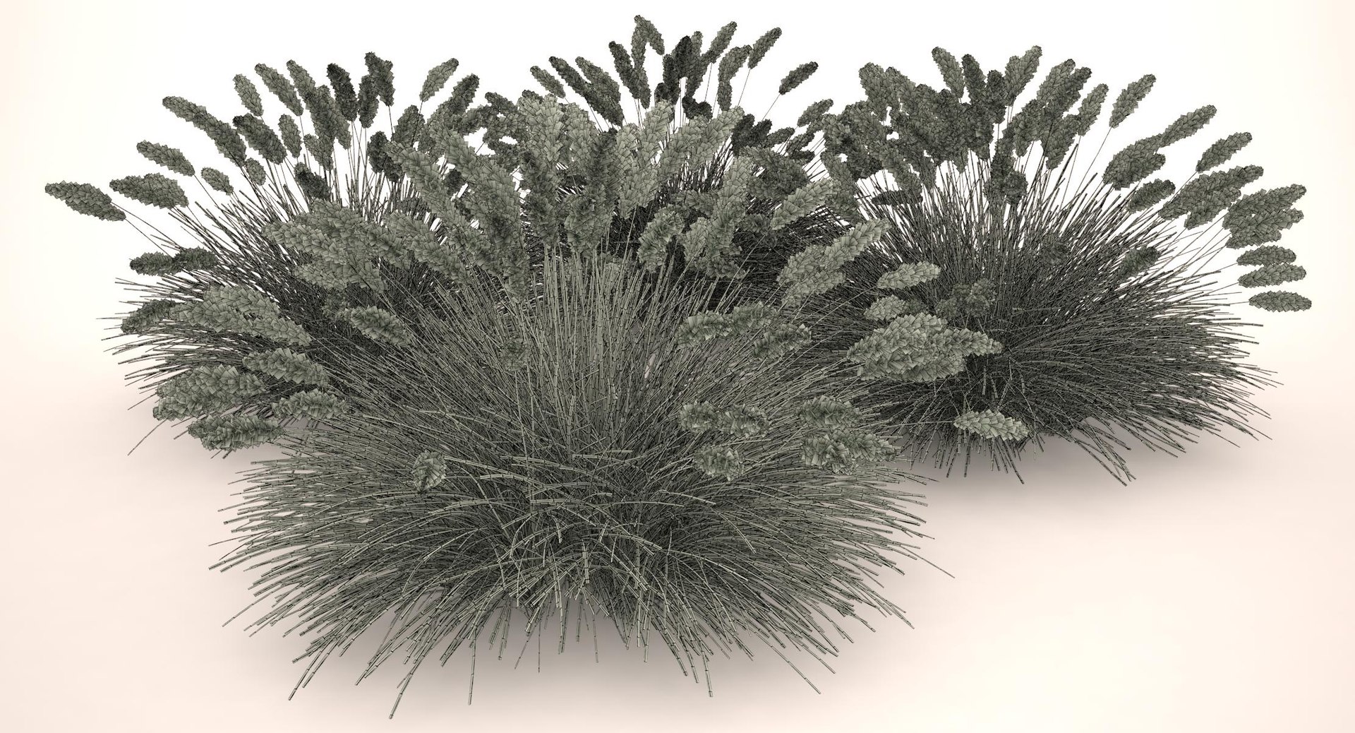 3d pennisetum fountain grass dwarf https://p.turbosquid.com/ts-thumb/Vq/JmXBrT/X2NGqFtm/dwarf_fountain_grass_052_wireframe/jpg/1483129276/1920x1080/fit_q87/b46da4fd65e37544efa431c819fa17eb03164014/dwarf_fountain_grass_052_wireframe.jpg
