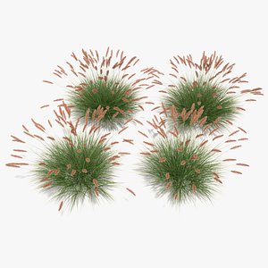 3d pennisetum fountain grass dwarf