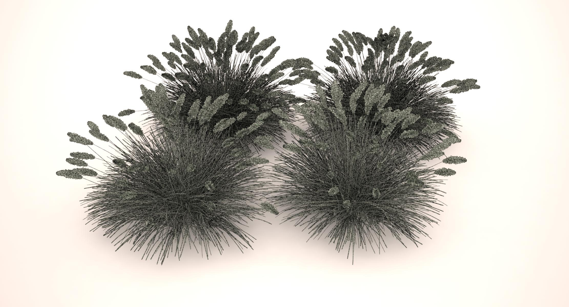 3d pennisetum fountain grass dwarf