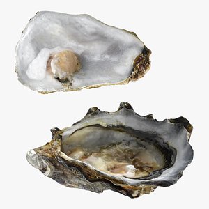 Half Shell Oyster 02 Collection