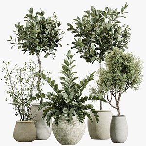 AV Indoor Plants Set 417 Olive Tree and Ficus microcarpa and Zamioculcas Zamiifolia and Ficus Margin 3D model