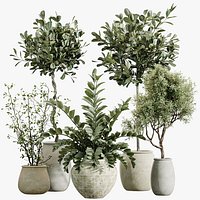 AV Indoor Plants Set 417 Olive Tree and Ficus microcarpa and Zamioculcas Zamiifolia and Ficus Margin