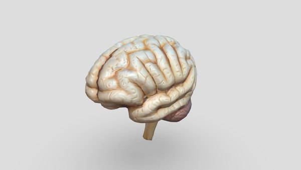 Human Brain 3D