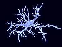 Microglial cell