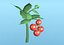 3D model cherry tomato