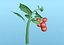 3D model cherry tomato