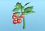 3D model cherry tomato