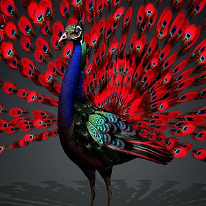 Peacock Black-A1