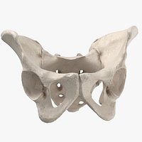 Human Female Pelvis Sacrum Ilium Oschium Pubic 01 White