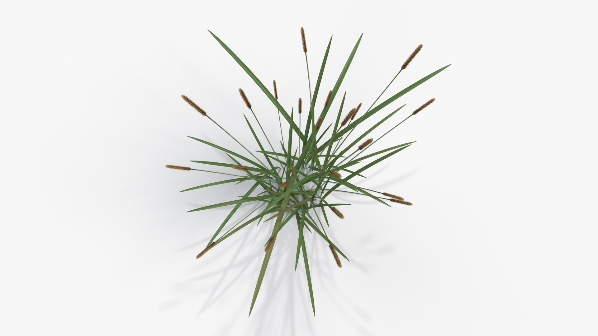 3D feather grass reed 002 model - TurboSquid 1511457