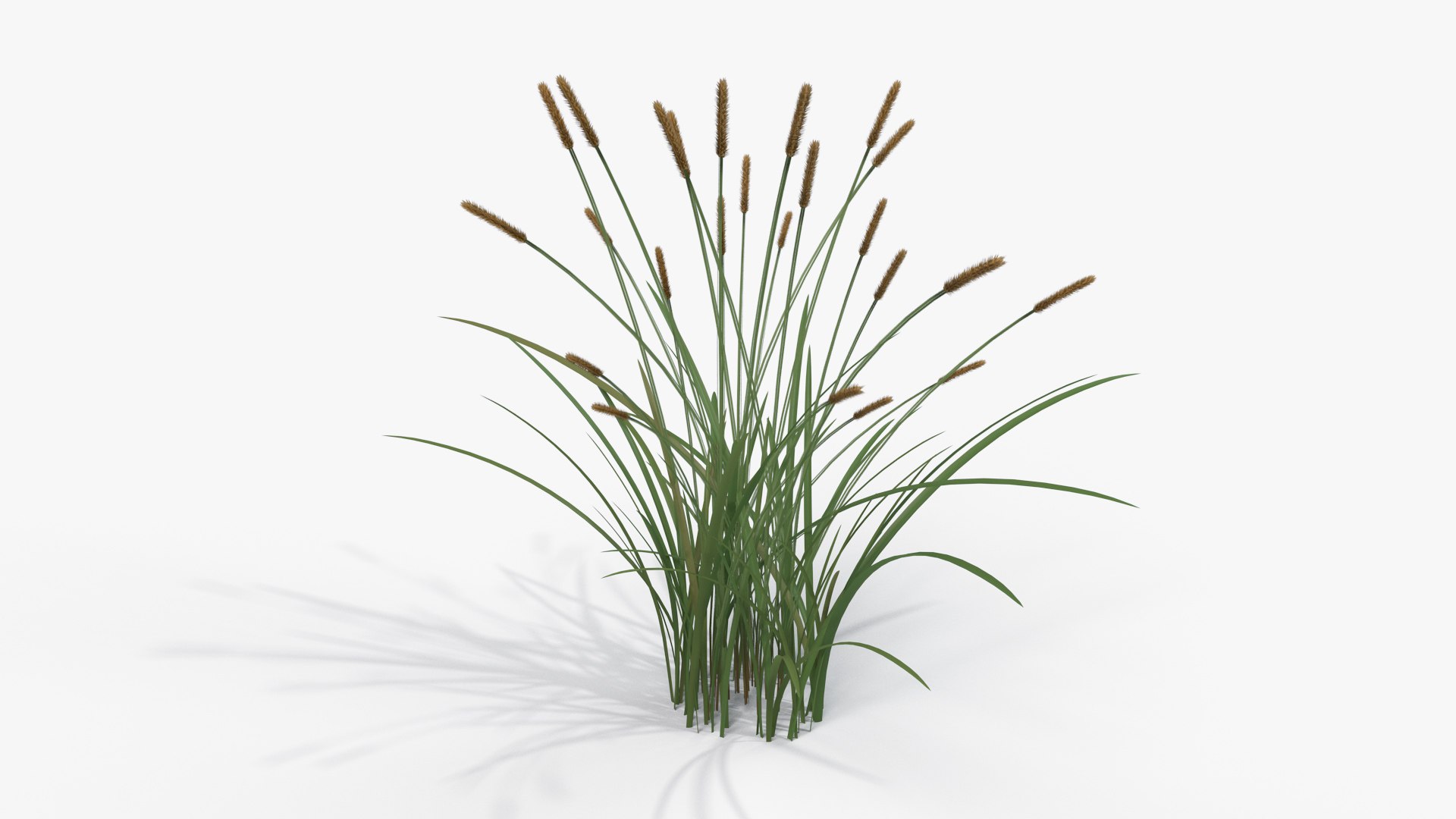 3D feather grass reed 002 model - TurboSquid 1511457
