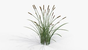 Feather Grass Reed 002 - PBR 4K