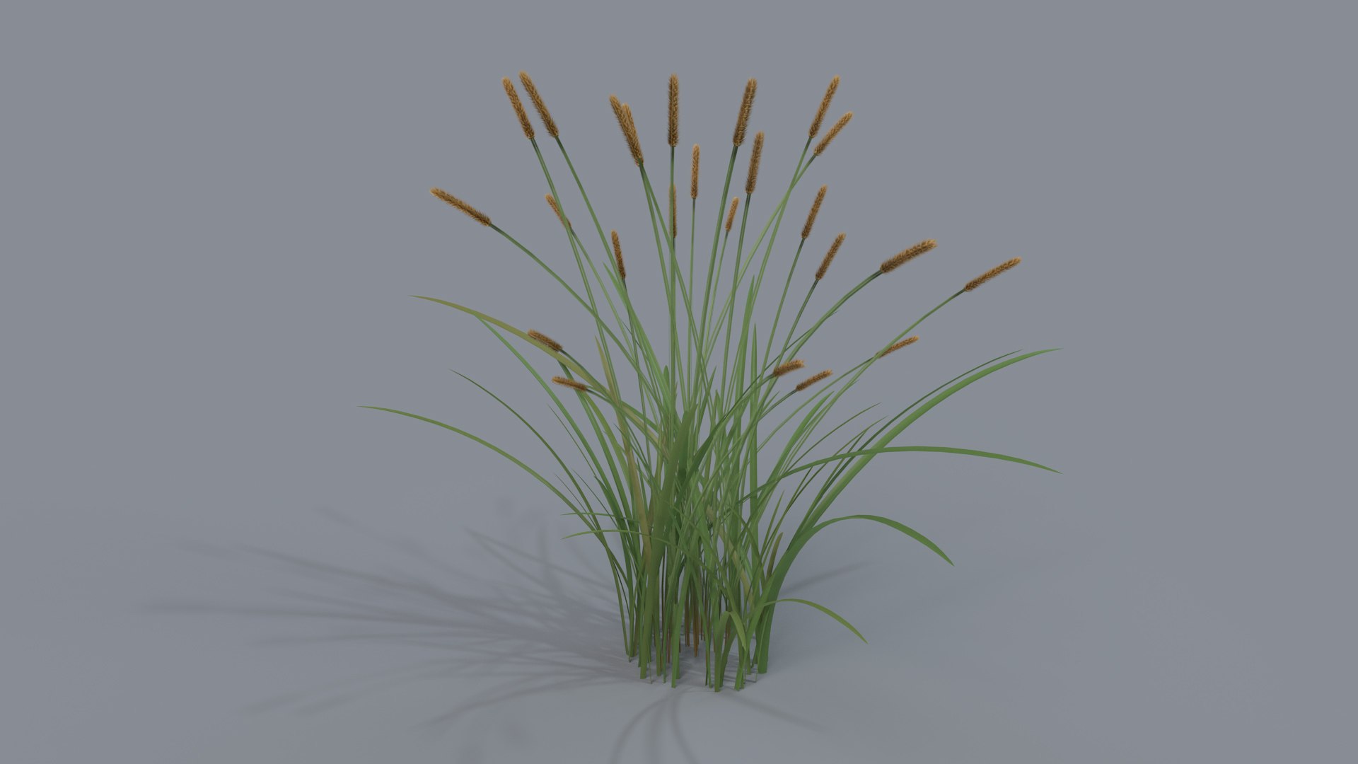 3D feather grass reed 002 model - TurboSquid 1511457