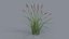 Feather Grass Reed 002 - PBR 4K