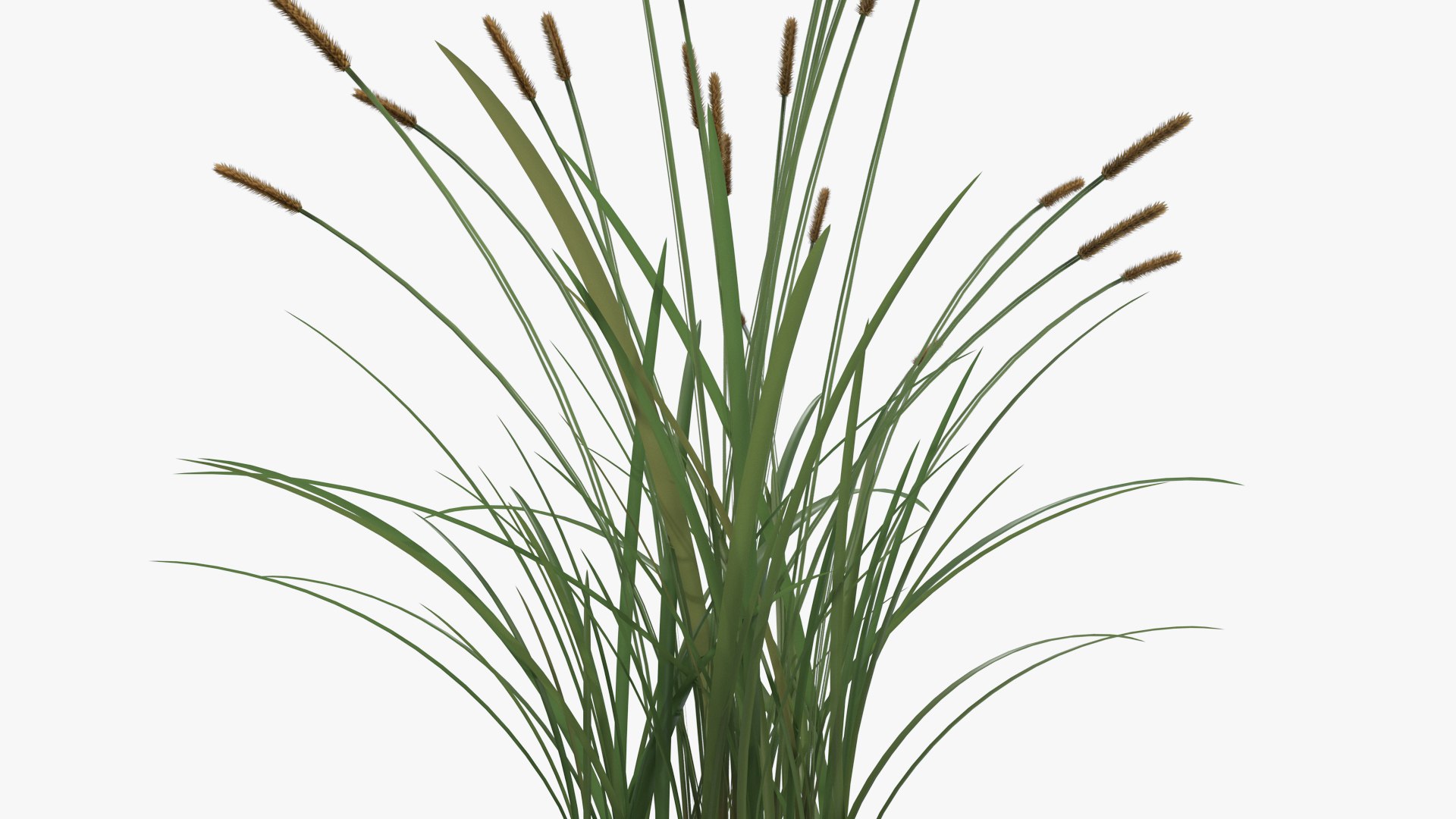 3D feather grass reed 002 model https://p.turbosquid.com/ts-thumb/Vr/6F8dLc/Qq6F1N0d/004/jpg/1581992593/1920x1080/fit_q87/92761c2fc8c4e8c57c92c3641e893e289977d214/004.jpg