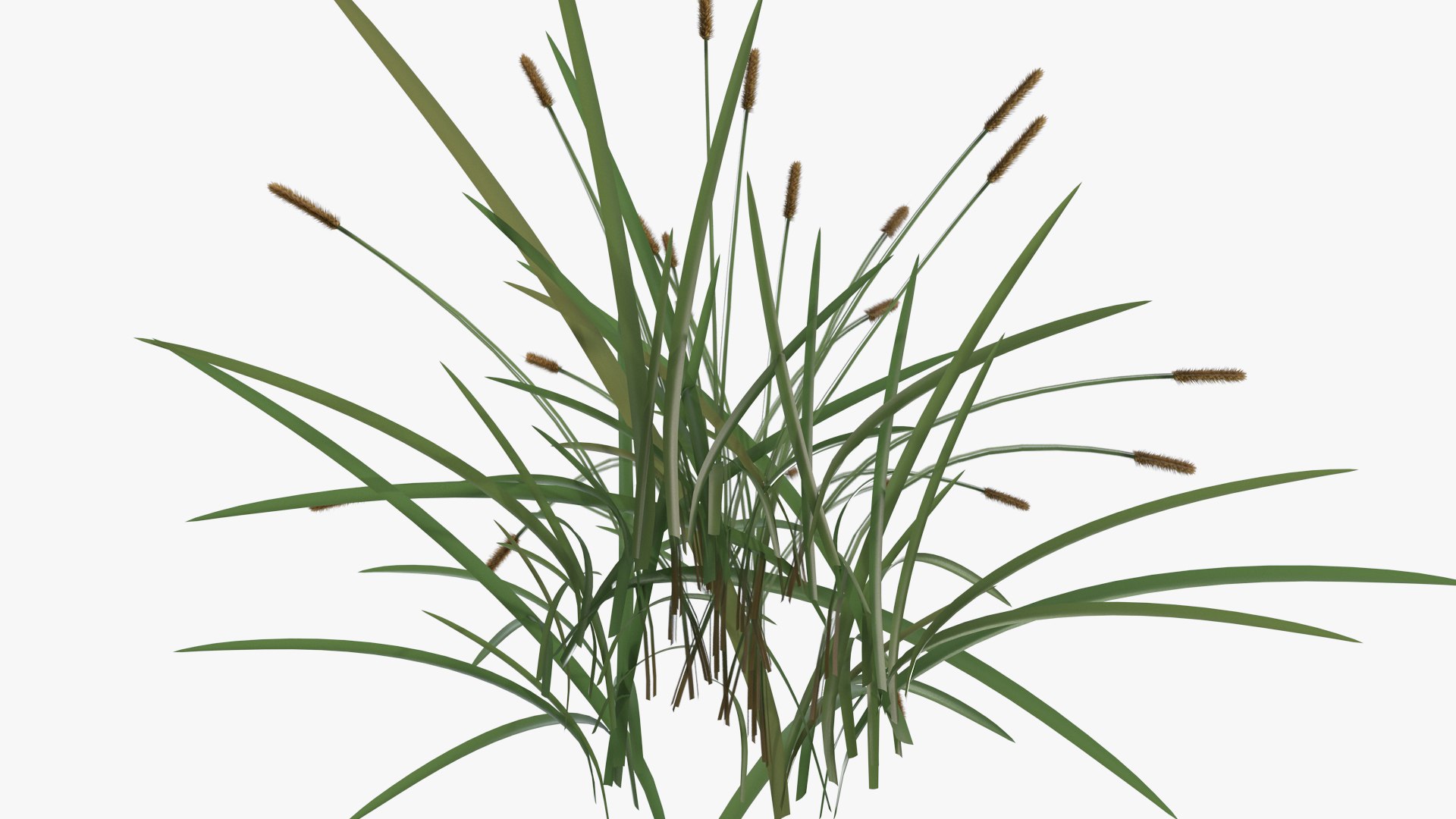 3D feather grass reed 002 model - TurboSquid 1511457