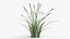 Feather Grass Reed 002 - PBR 4K