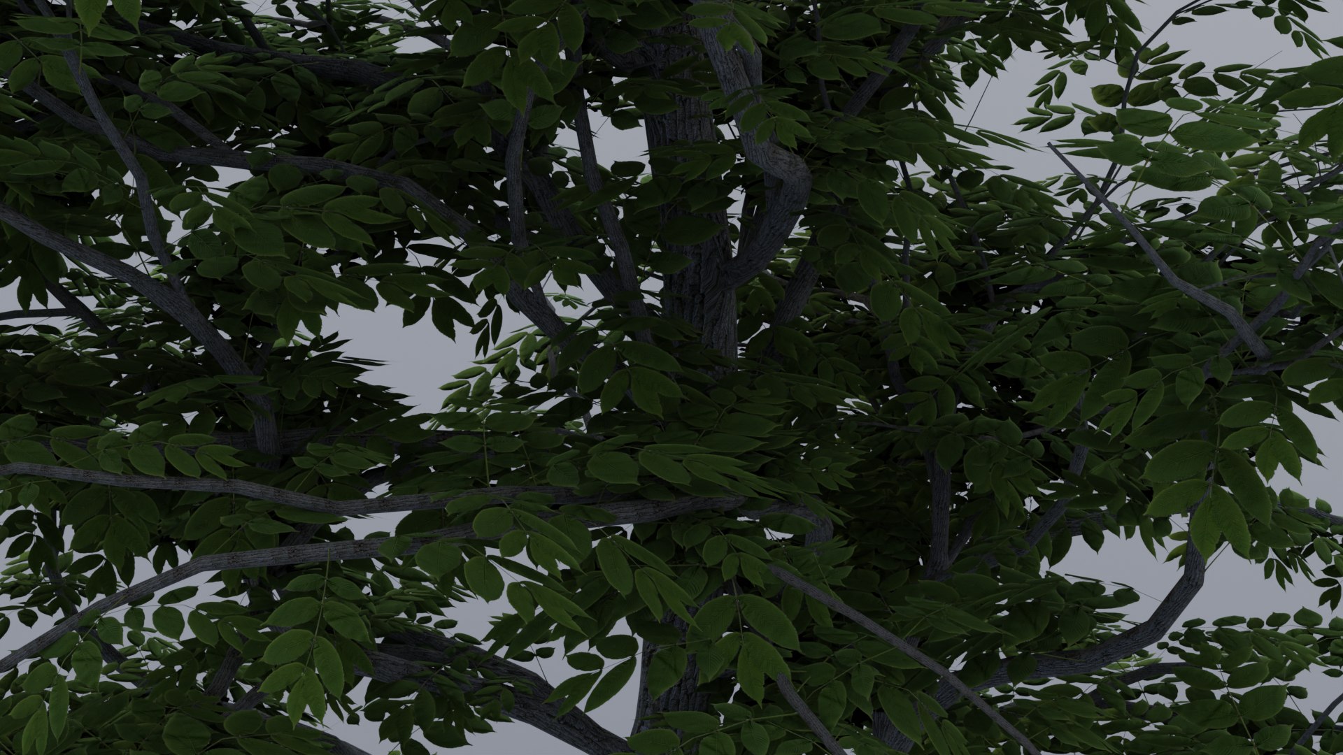 Black Ash Tree 3D model https://p.turbosquid.com/ts-thumb/Vr/CymbJx/nk/04untitled/png/1685817230/1920x1080/fit_q87/3b0b4678e37a78a349b95fb76325760fe7295948/04untitled.jpg