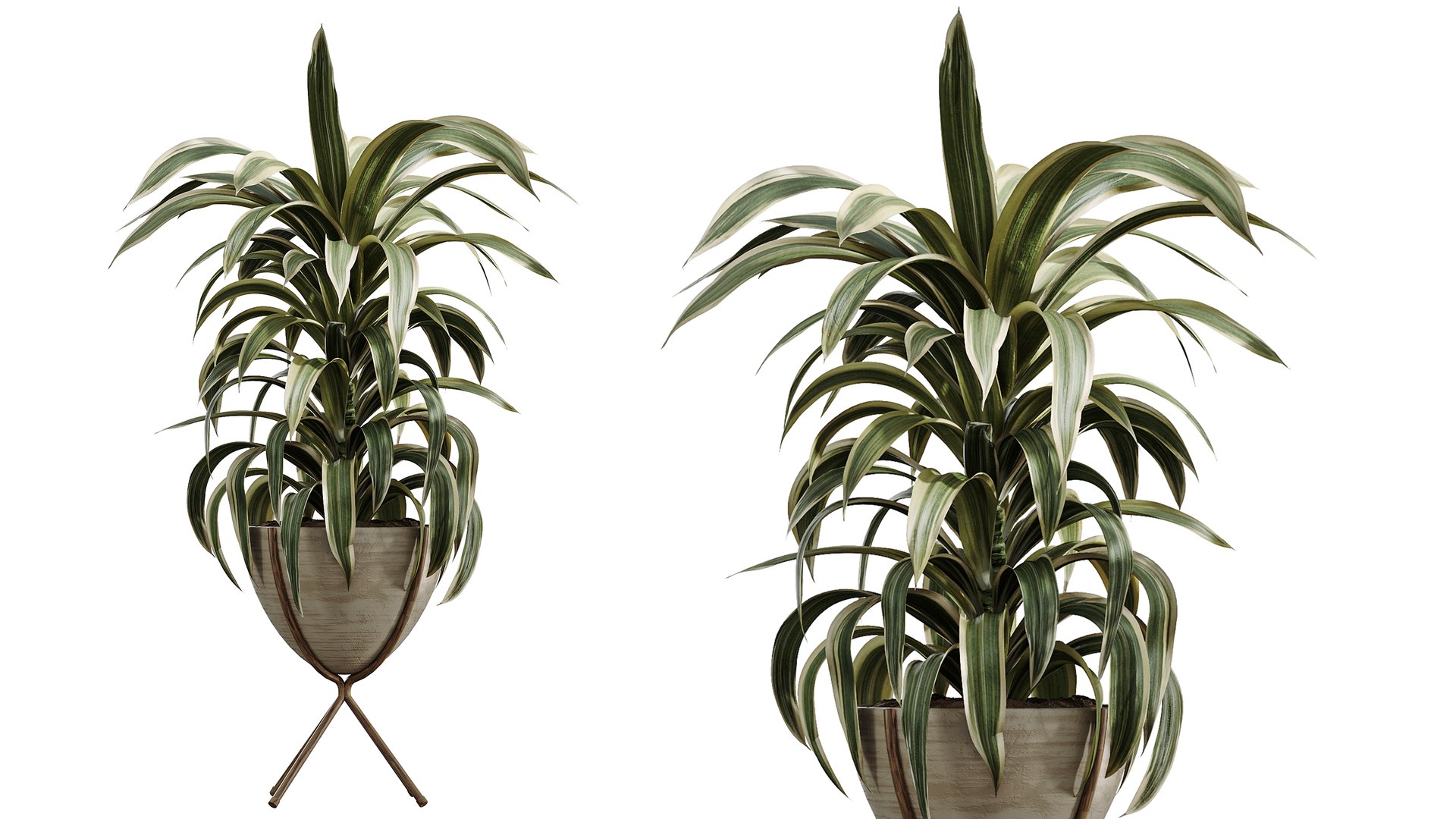 AV Indoor Plants Set 541 Ficus Microcarpa Olive Elegant Monstera ...