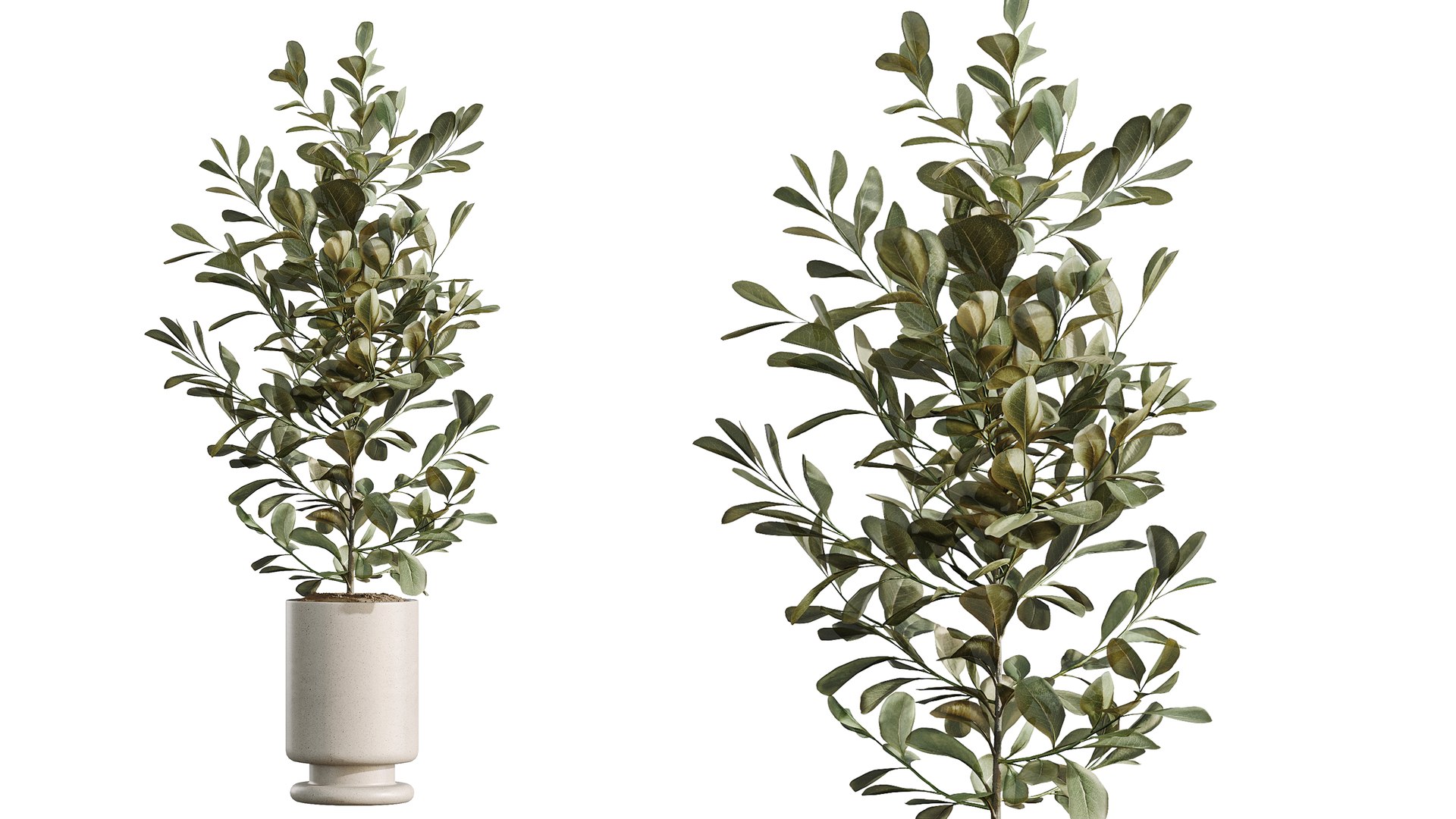 AV Indoor Plants Set 541 Ficus Microcarpa Olive Elegant Monstera ...