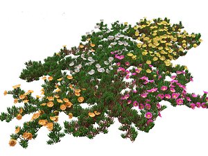 Carpobrotus edulis - highway iceplant model