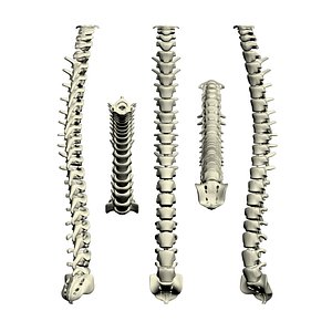 3d model human spine 2010