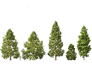 Metasequoia glyptostroboides - Dawn redwood 03
