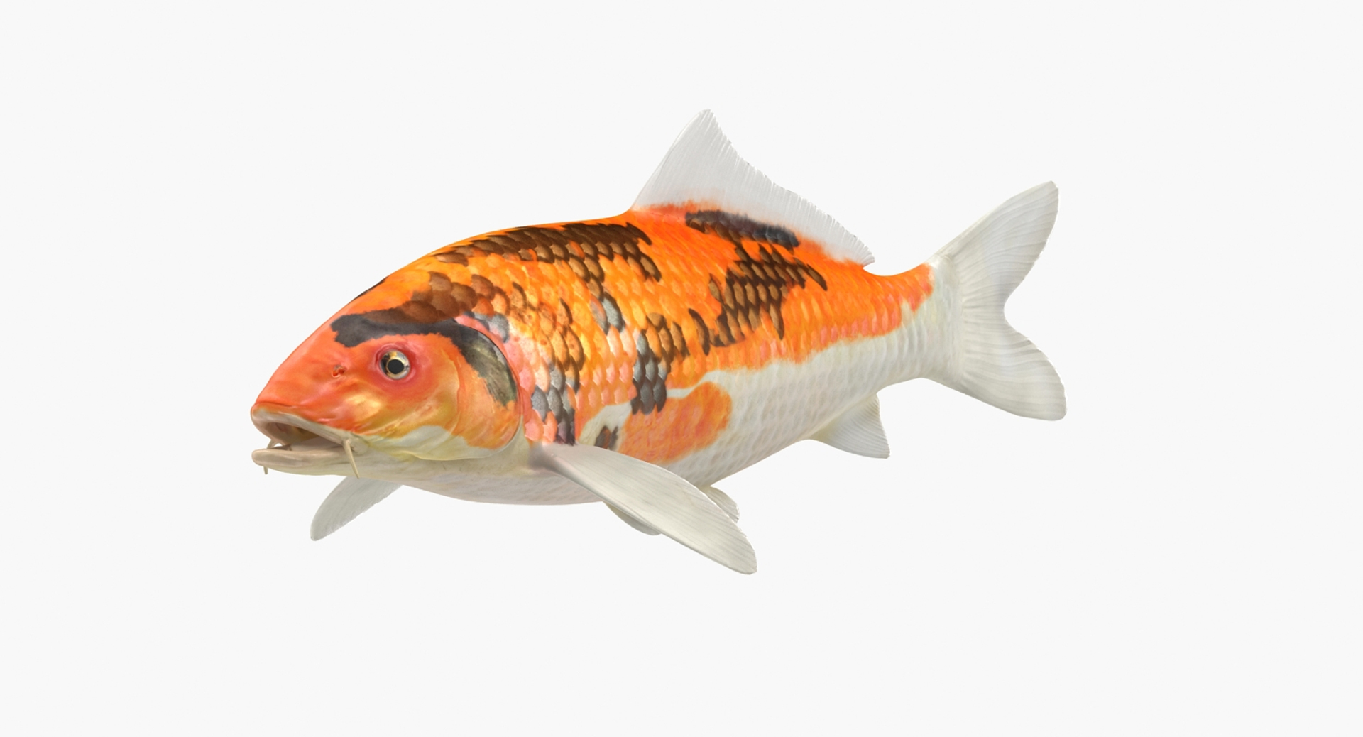 Koi Fish Rigged 3D Model - TurboSquid 1153873