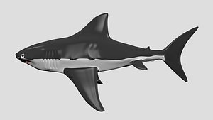 3D great white shark
