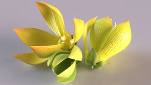 cananga ylang flower decor 3D model