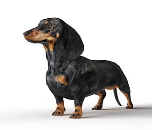 eyes dachshund dogs 3D model