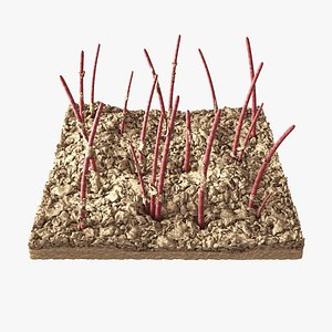 Skin Surface