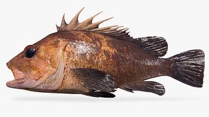 3D quillback rockfish variant