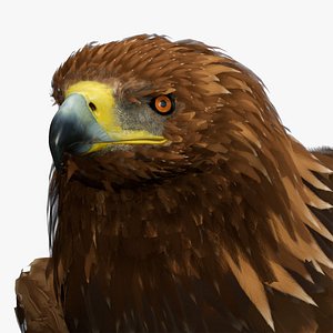 Gurney Eagle Standing 3D model