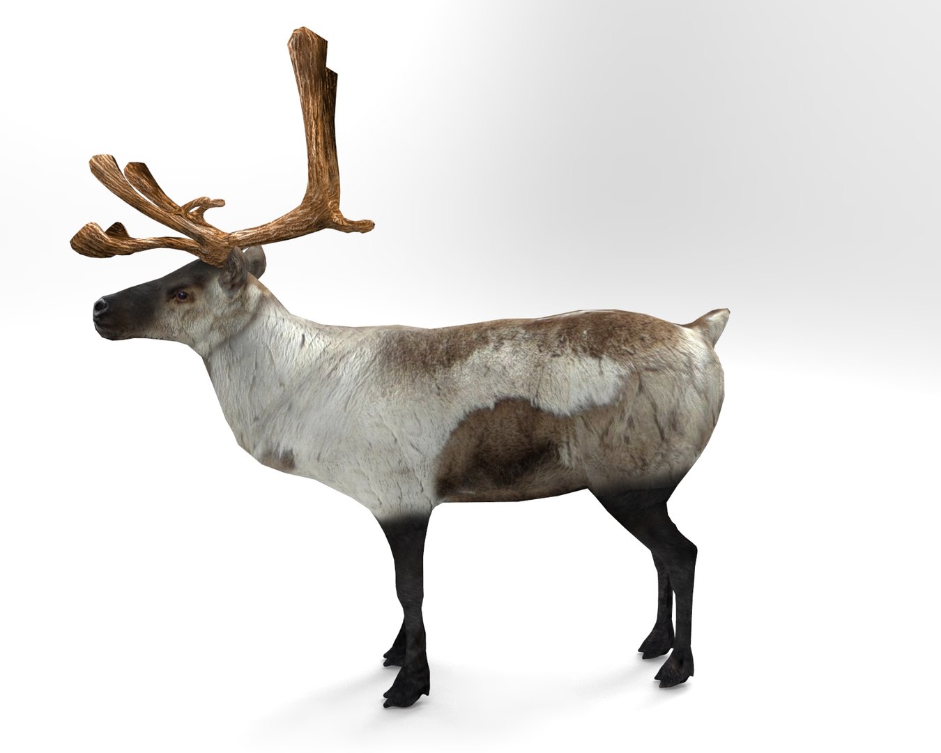 3d Reindeer Rigged Deer Animation - Turbosquid 1206551