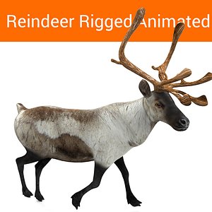 3D reindeer rigged deer animation