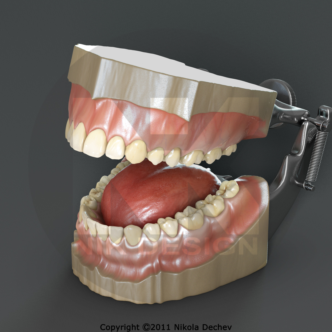 max dontics mouth https://p.turbosquid.com/ts-thumb/Vs/PD5VNv/1w7IHZKC/360b/jpg/1321931185/1920x1080/turn_fit_q99/1a48a97e86a68c181ce58e2475937686223080fc/360b-1.jpg