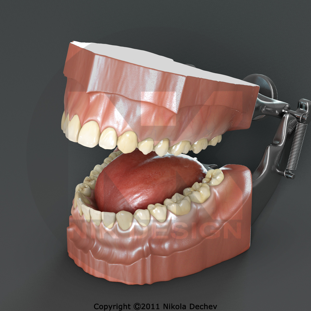 max dontics mouth https://p.turbosquid.com/ts-thumb/Vs/PD5VNv/2xa7emVG/360/jpg/1321931052/1920x1080/turn_fit_q99/72ddcfd007ad9c8e1d29c6bfd2ec3061c9d7b560/360-1.jpg