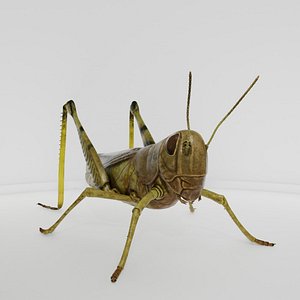 3D Detailed Realistic Grasshopper
