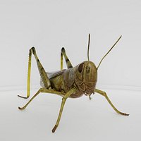 Detailed Realistic Grasshopper