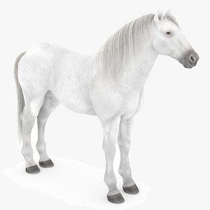 3D white horse