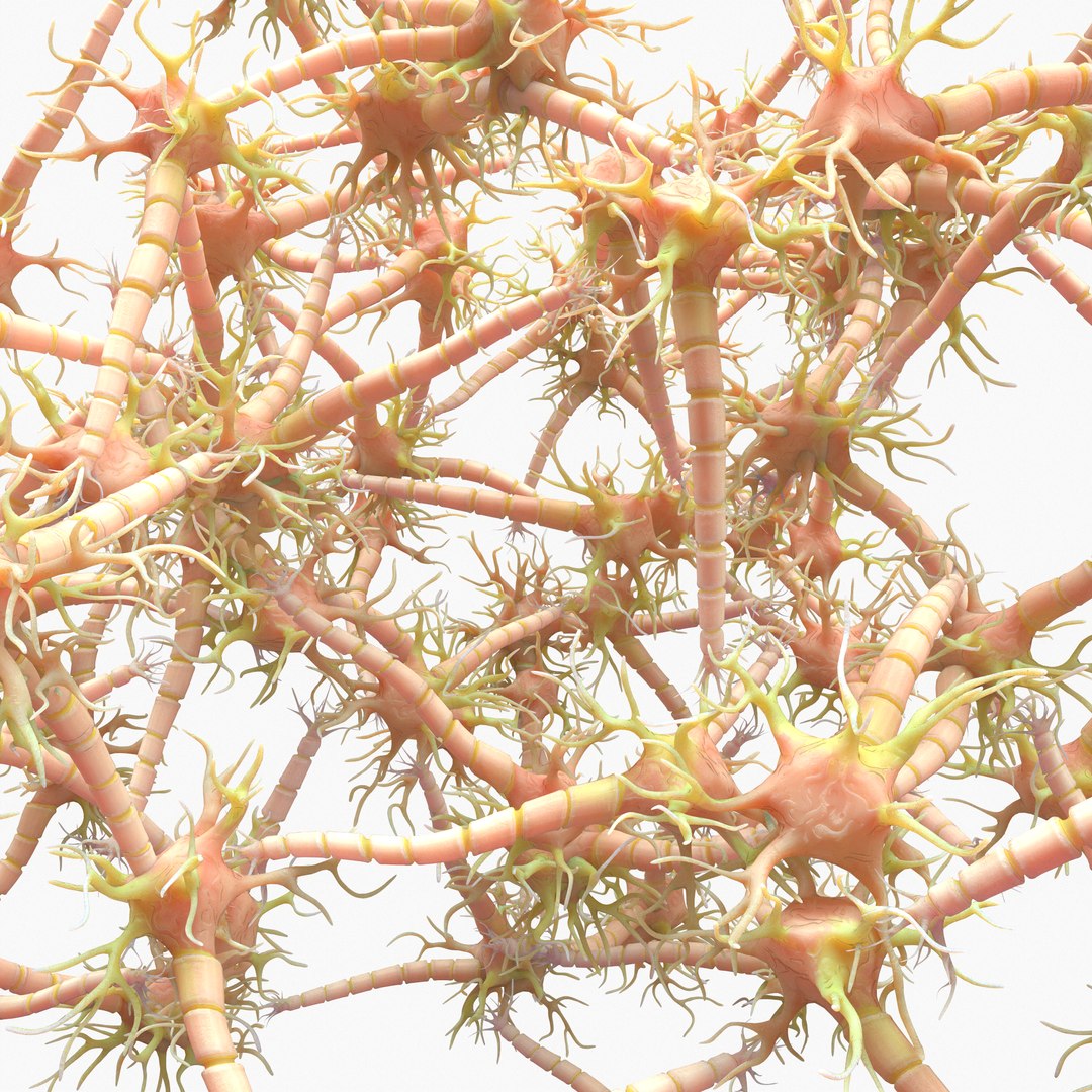 3D Neuron Nerve Cell Anatomy In Details https://p.turbosquid.com/ts-thumb/Vs/rbTxdw/1P/5/png/1632233524/1920x1080/fit_q87/95495004218c305b3ce00dfb784243dc714f7242/5.jpg