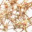Anatomie des cellules nerveuses des neurones en détails