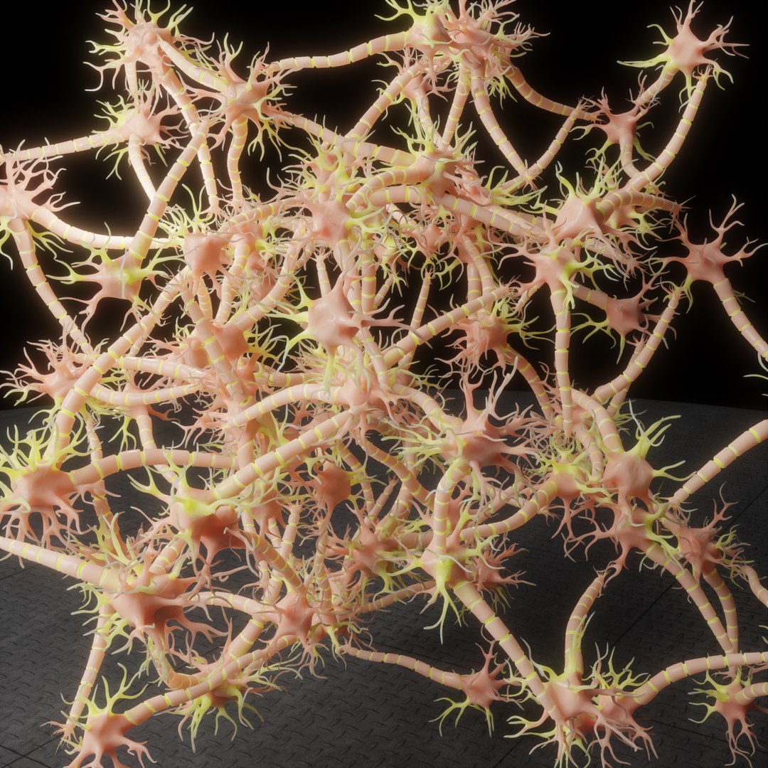 3D Neuron Nerve Cell Anatomy In Details https://p.turbosquid.com/ts-thumb/Vs/rbTxdw/AV/renderblender3/png/1632233548/1920x1080/fit_q87/8160ede103203189bf84872756250e300e728853/renderblender3.jpg